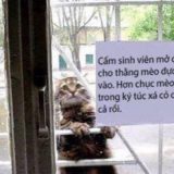 「このネコを室内に入れないで」　理由を知って、言葉を失った