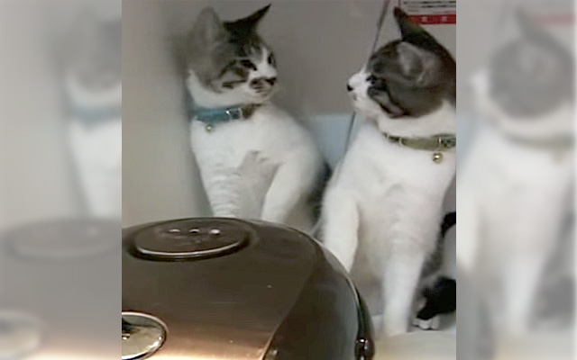 You Thought The Cat Was Just Playing With A Rice Cooker… Then This Happens!