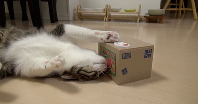 This Cat Got Hooked With This Pop-Up Box – It’s So Hilarious