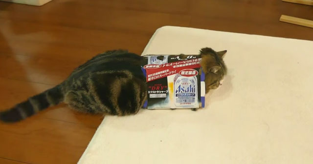 This Cat Just Loves To Get In The Box – How About When You Give Her The Second Box?