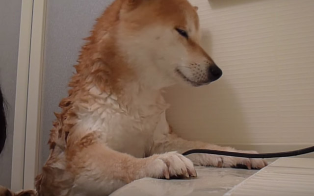 This Dog Is Not A Big Fan Being Bathed… But Watch Him As He Gets Dried Up – Hilarious!