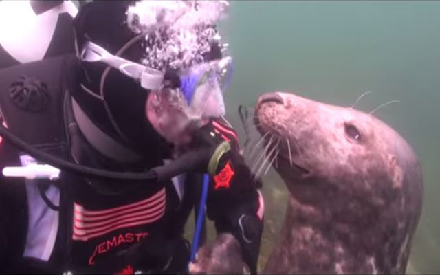 This Adorable Seal Flirts His Way To A Bellyrub!  Watch Him Roll Over Like A Dog For Some Lovin’