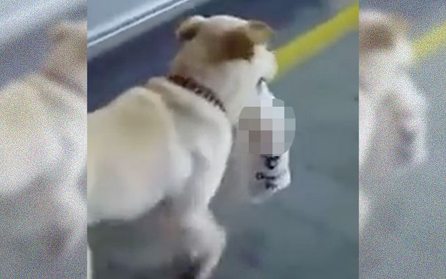 This Dog Is Transporting Some Suspicious Goods…What Does She Have In Her Bag? [Spoiler: It’s Cute!]
