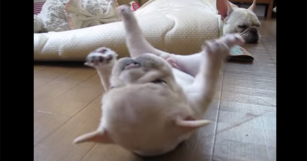 This Puppy Just Can’t Manage To Get Up! Watching Him Roll Here And There Is So Heartwarming
