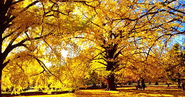 World Of Yellow: A Scene Too Beautiful For The Middle Of Tokyo?