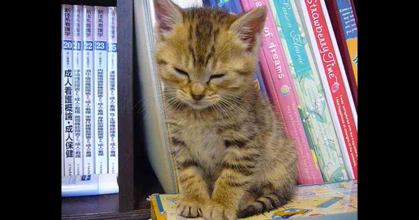 Dozing Off: This Kitten Sleeping While Sitting Is Just Too Cute!