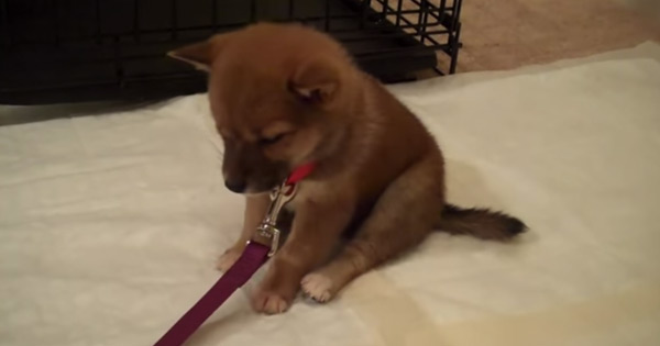 This Puppy Falling In And Out Of A Doze, Fighting With Sleepiness, Is Too Cute!