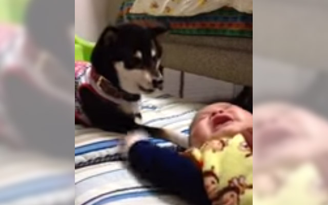 Puppy Shiba Tries To Calm Down Crying Baby.  Super Cute Attempt At A Lullaby!