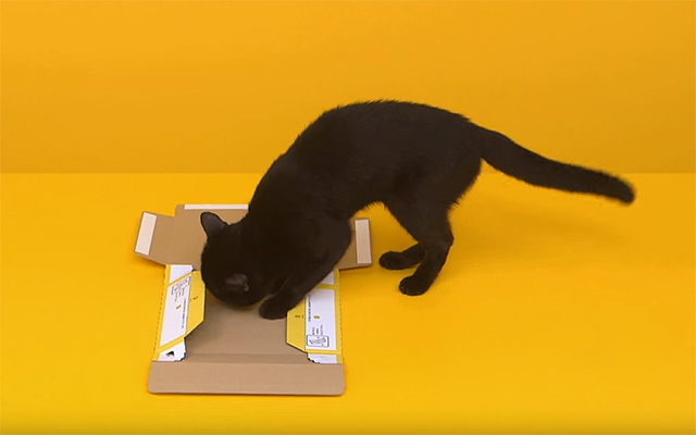 [VIDEO] Japanese Courier Company Called “Black Cat” Got A Black Cat To Show How To Assemble A Box – Cute!