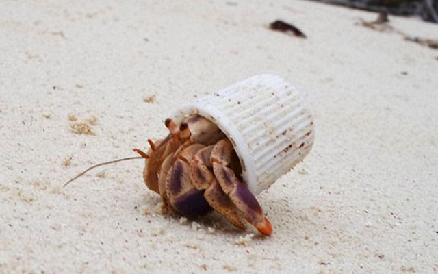 What This Hermit Crab In A Toothpaste Lid Is Teaching The World