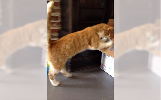 [VIDEO] This Cat Just Had To Get In The Box… And He Fails In Style – Cute And Funny