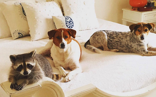 Pumpkin The Raccoon Was Rescued. Now She Thinks She’s A Dog