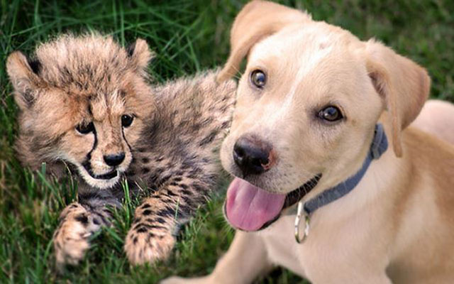 Cheetah Cub And Puppy Become Cutest Friends Ever After Destined Encounter!
