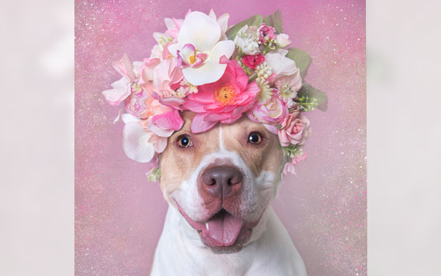 Far From Ferocious, These Beautiful Pit Bull Portraits Are Saving Dogs’ Lives