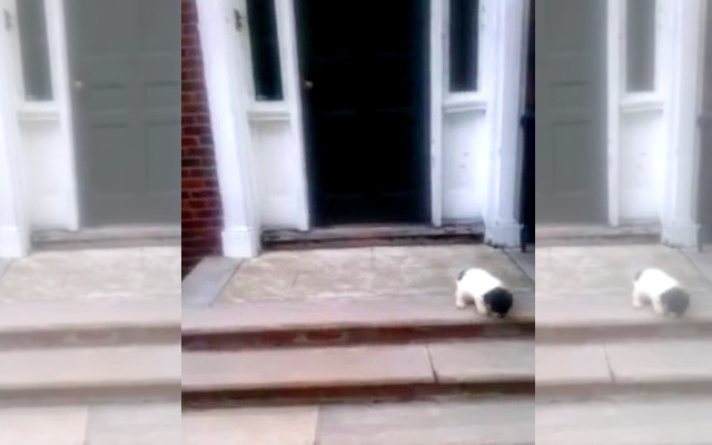 This Puppy Is Afraid Of Stairs… How He Makes It Down Is Hilarious