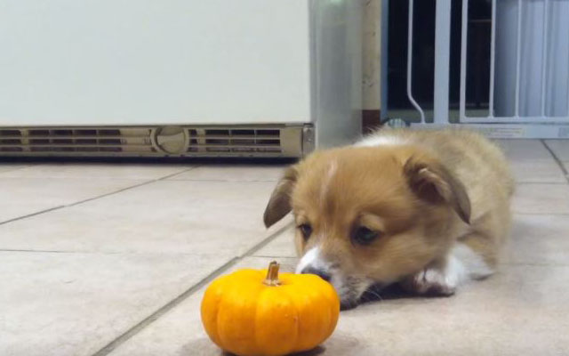 Cutest Little Corgi Puppy Has No Idea How To Deal With A Pumpkin