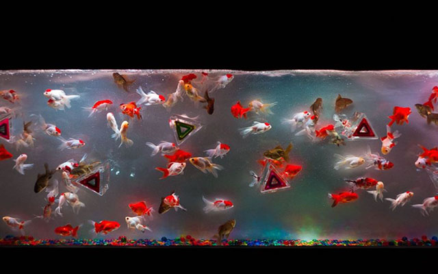 The Absolutely Stunning Aqua-Art Of Hidetomo Kimura:  Goldfish Have Never Looked This Good