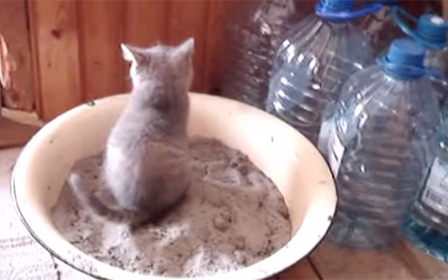 All It Takes Is 13 Seconds For This Little Kitten To Do Something Totally Unexpected!