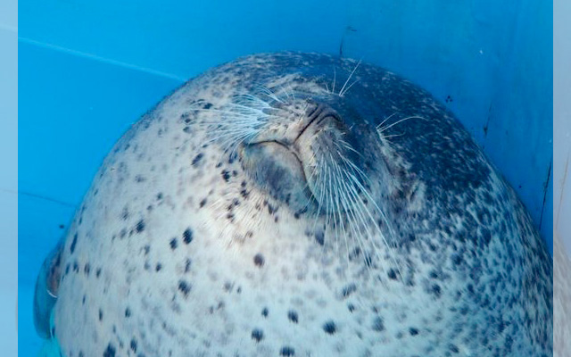 This Dozing Seal I Can Watch All Day… Look At His Posture!