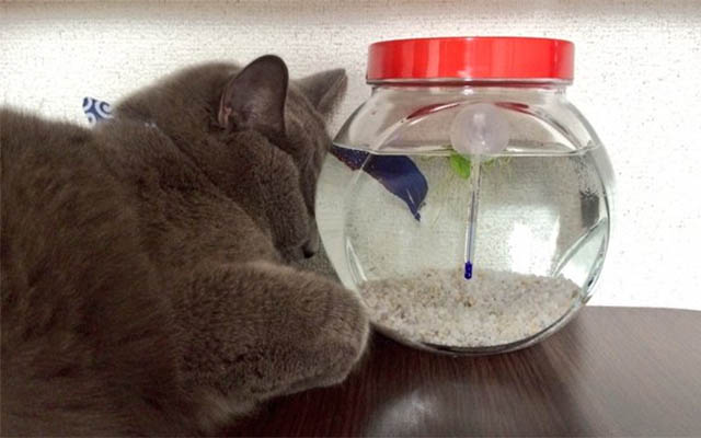 Cute Cat Sleeping Against A Fish Tank… But There’s More To This Photo Than That!!