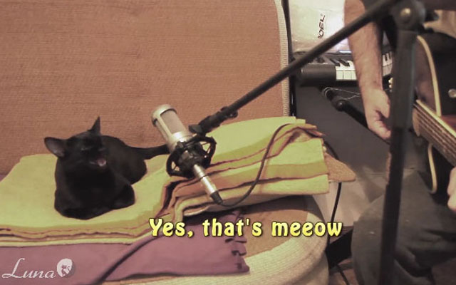 Luna The Cat Sings Beautifully With Her Owner
