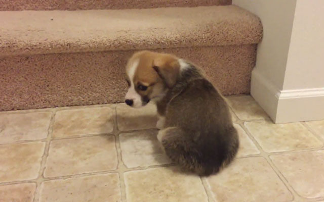 Little Dude Corgi Puppy Needs Help For Stairs
