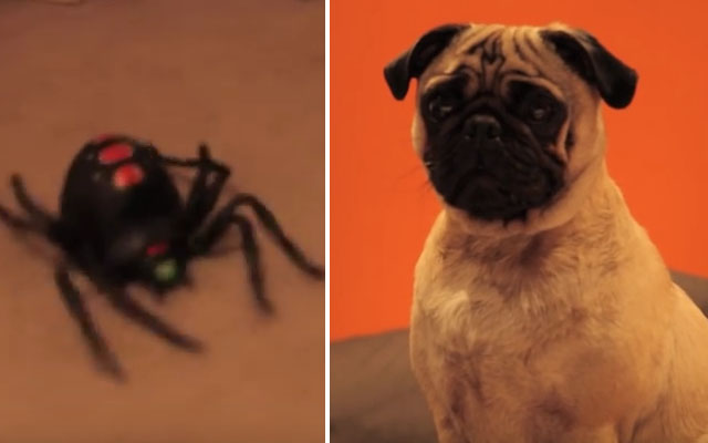 “Pug vs Spider”: The Most Underrated Action Movie Of All Time
