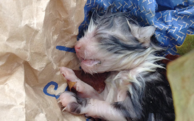 A Kitten Was Left To Die With Umbilical Cord Still In Tact… But A Miracle Happens