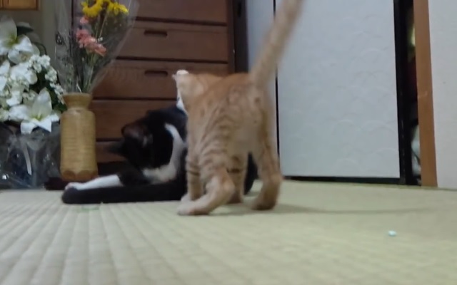 Have You Ever Seen A “Cat Punch” This Cute? Can’t Get Enough Of This Playful Kitten!!