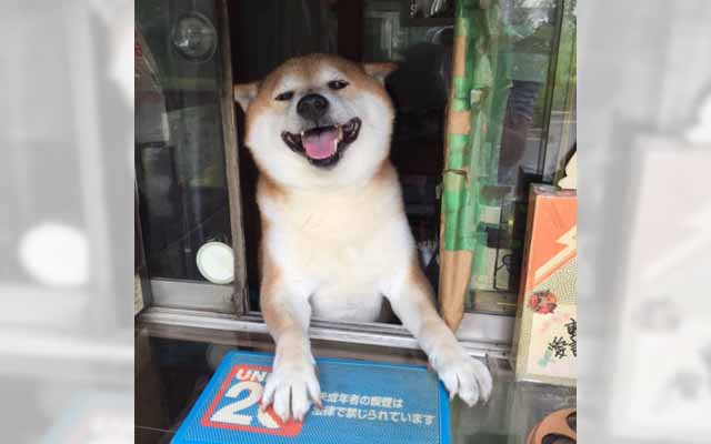 Hardworking Shiba Retires After Years Of Running Shop