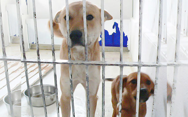 Dog On Right Gets To Live, While Dog On Left Will Get Killed – Cruel Fate Of Abandoned Dogs