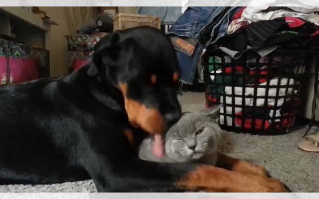 Cat Wanted To Be Groomed, Wound Up In A Slobber-Fest