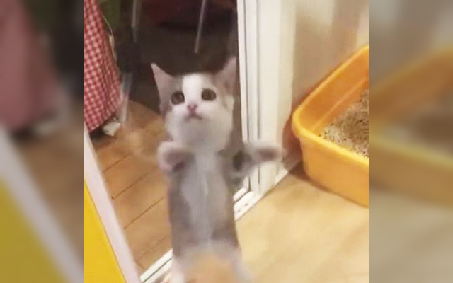Too Cute:  This Cat Goes Crazy With Happiness When His Owner Comes Home!