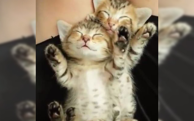 Two Kittens Fall Asleep To Lullaby In Ridiculously Cute Pose