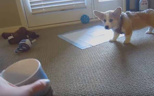 This Corgi Puppy Is Terrified At The Sight Of A Corgi Mug