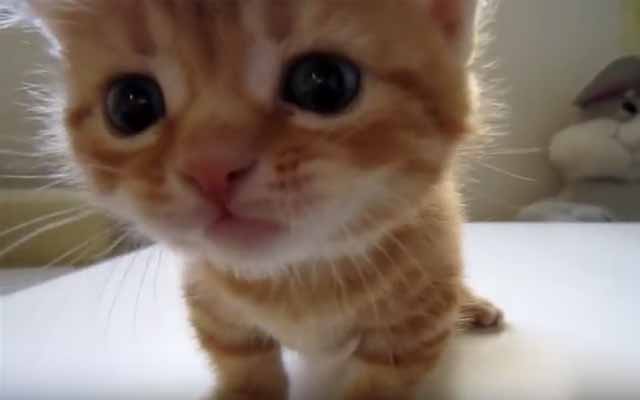 Kitten Gets Scolded For Meowing Too Much, Learns A Life Lesson
