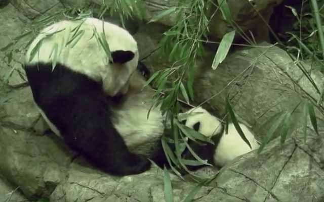 Baby Panda Gets A Big Hug From Mom After Taking His First Steps