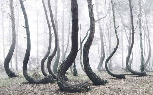 There’s A Forest Of 400 Crooked Trees In Poland And Nobody Knows Why