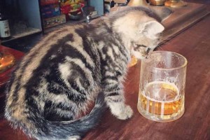 Cat Pub In Bristol Will Have You Purring In Delight