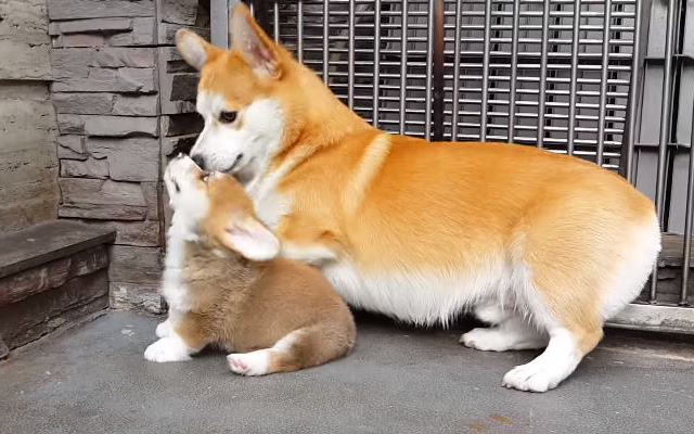 Papa Corgi Teaches His Pup The Adorable Art Of How To Sit Down