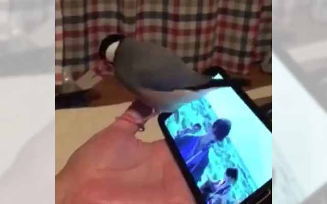 Java Sparrow Loves To Sing And Dance To Catchy Japanese Rock Music