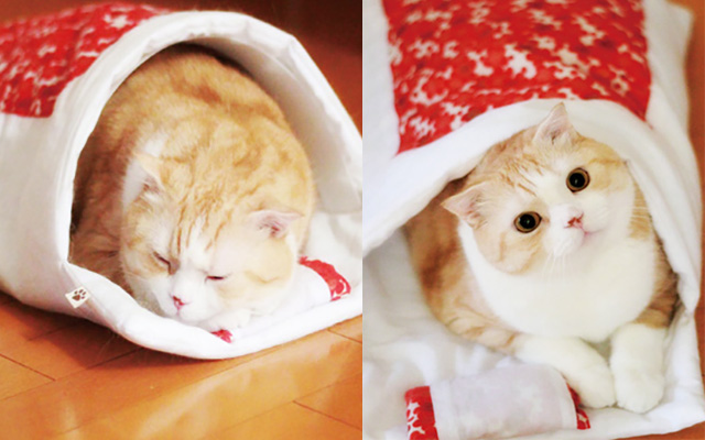 Japanese Futon Styled Sleeping Bags For Cats Are Too Cute A Fit