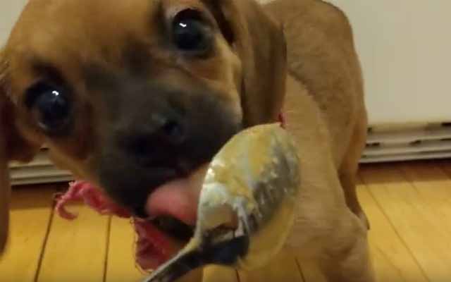 Puppy Trying Peanut Butter For The First Time Is All Of Us