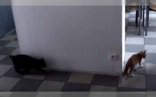 Kitten Outsmarted By His Own Stealthy Plan, Freaks Out Adorably