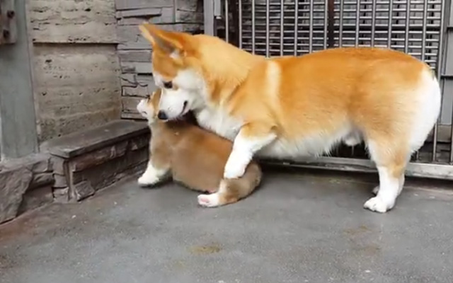 Manners Matter! Mother Corgi Properly Teaches Her Puppy On “How To Sit”