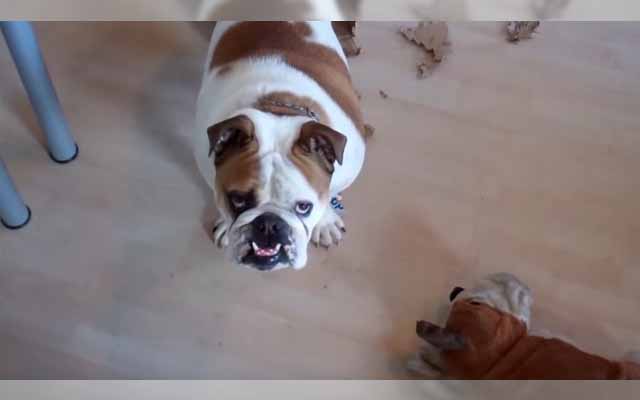 This Bulldog Can’t Accept The Reality That He’s Too Big For His Box