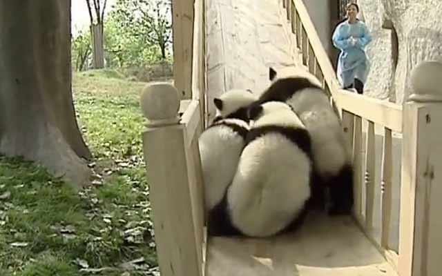 Furry Pandas Playing On A Slide Is Everything You Ever Wanted In Life