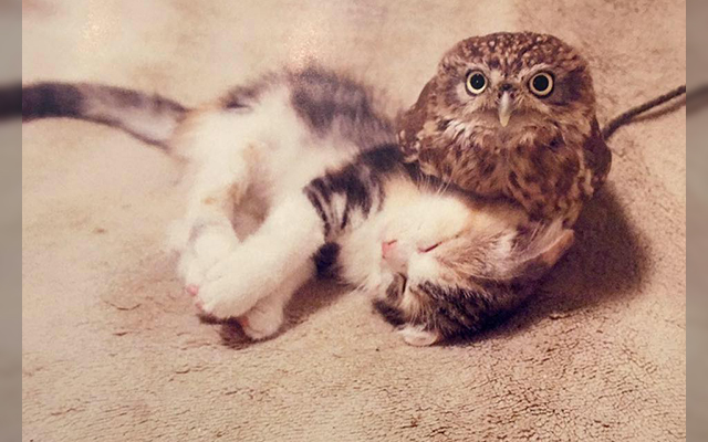 FukuMari:  The Kitten And Owl Who Became The Cutest Friends At A Japanese Cafe