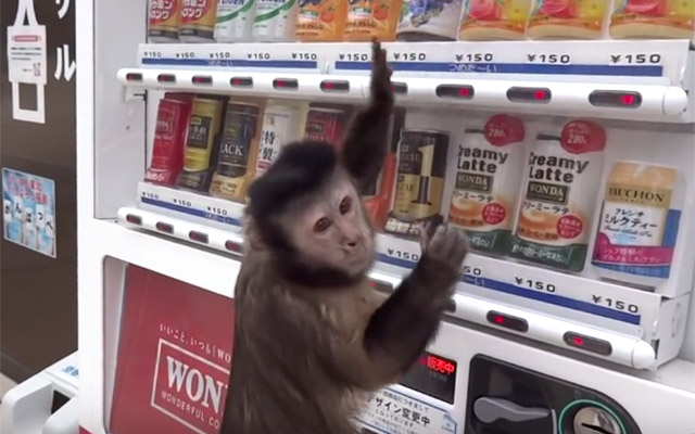 A Monkey Bangs On The Vending Machine – We Give Him Money Then THIS Happens!