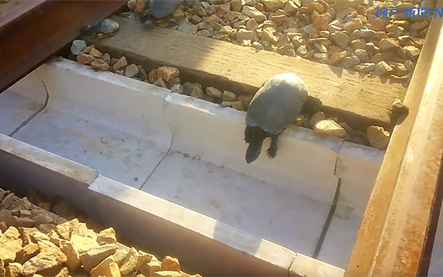Train Delay Due To Turtles?? The Way They Fixed The Problem Is Simply Amazing!!